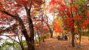 Nami Island, Seoul, South Korea