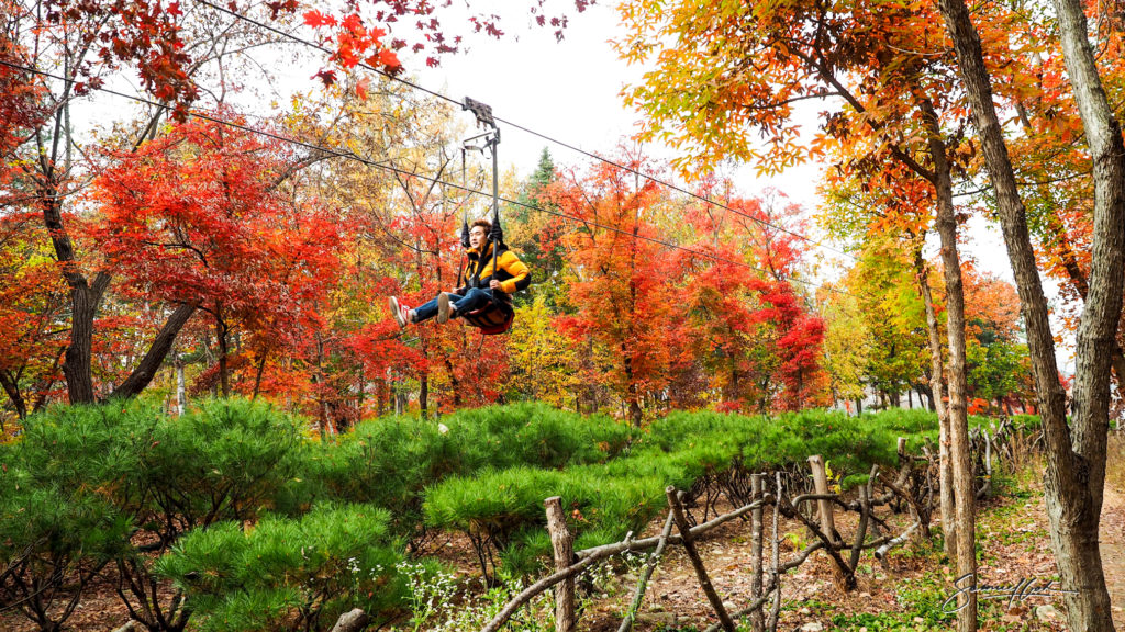 Nami Island, Seoul, South Korea