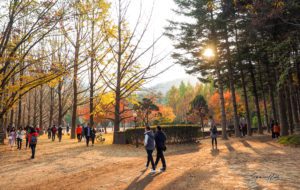 Nami Island, Seoul, South Korea