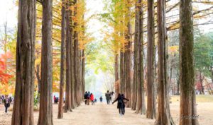 Nami Island, Seoul, South Korea