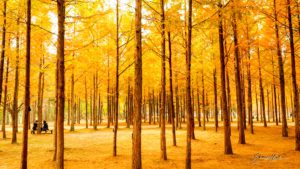 Nami Island, Seoul, South Korea