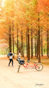 Nami Island, Seoul, South Korea