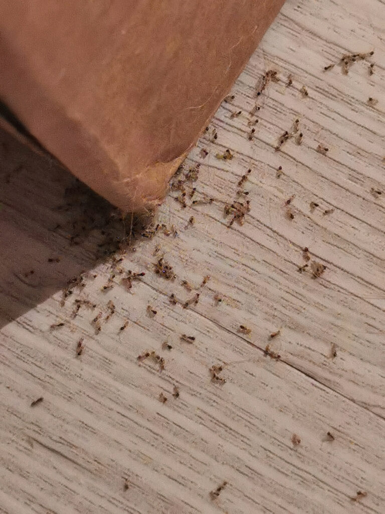 I think these are ghost ants, judging by their dark heads and translucent bodies